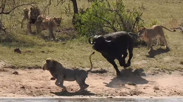 Стадо буйволов спасает собрата от гибели из лап львов