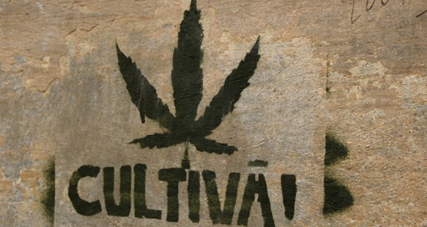 Страх, ненависть и страдания. Латвия вскоре станет новым европейским наркопритоном?