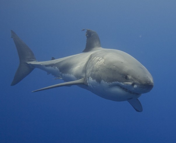 Огромная акула умерла, подавившись черепахой