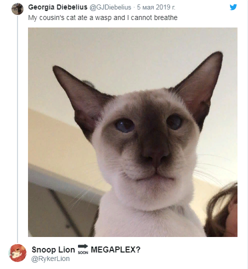 Съевший осу кот опух и стал звездой Сети