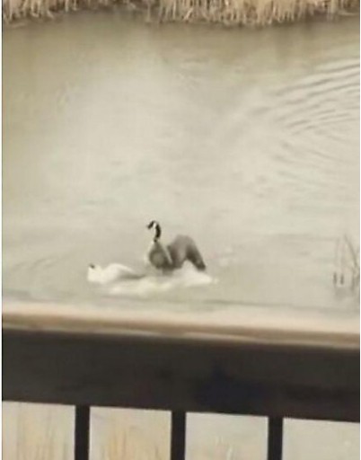 Не трогай моих детей! Гусыня утопила атаковавшую её птенцов чайку