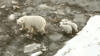 "Не надо нас кушать!": медведица с детенышами наведалась в поселок вахтовиков