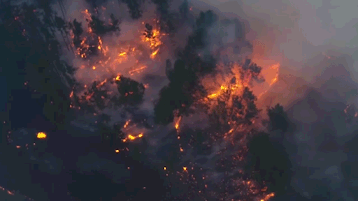 В Забайкалье пастух сжег 600 гектаров леса во время приготовления обеда | В Канаде более 600 спасателей пытаются справиться с лесным пожаром