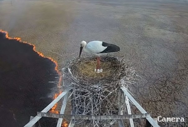 Героический папа-аист заботится о потомстве во время пожара