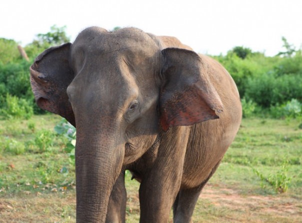 Слониха отомстила жестоким людям за своего детеныша