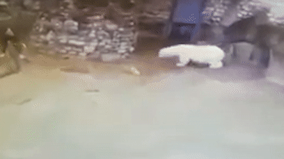 А мы его по морде веником... В Московском зоопарке сотрудница остановила белого медведя веником и совком