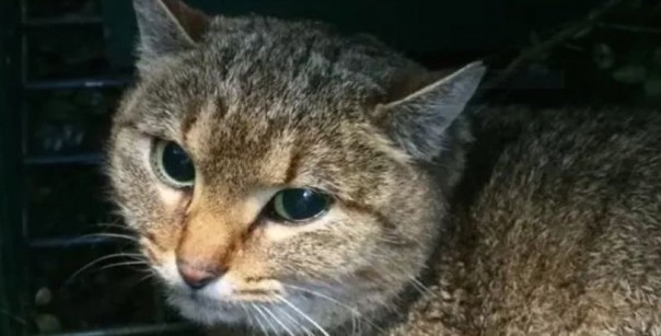 Загадка «кошки-лисы» с Корсики: совершенно новый вид или гибрид?