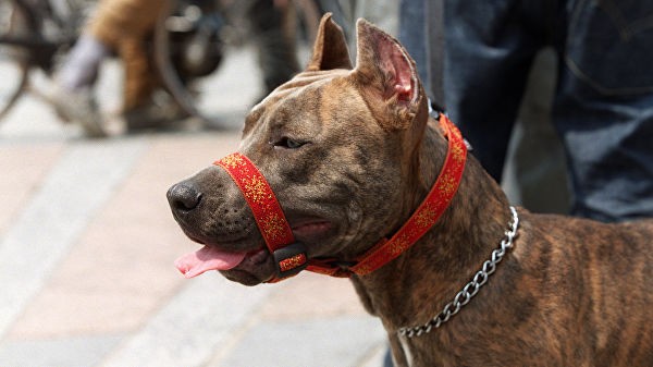 Правительство утвердило список потенциально опасных пород собак