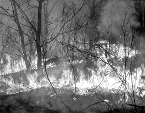 В Красноярском крае здоровый лес вырубили как пострадавший от пожара