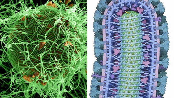 Роспотребнадзор представил новую, уникальную вакцину против лихорадки Эбола