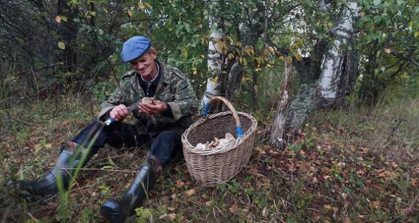 Минсельхоз НЕ планирует ограничивать сбор грибов и ягод