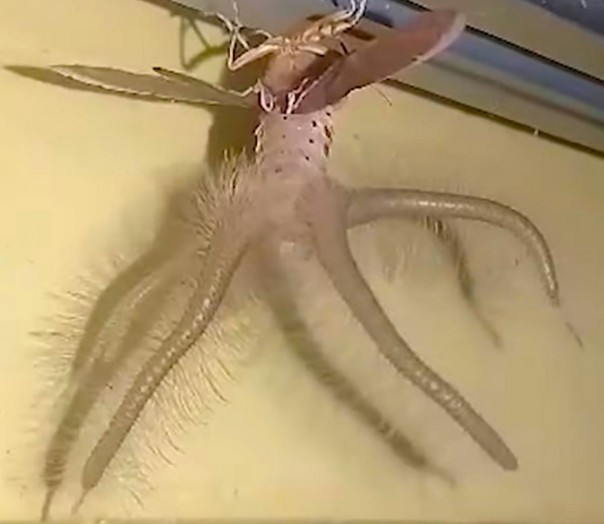 Мотылёк с щупальцами: удивительное видео из Индонезии