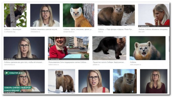 Соболь — зверёк шустрый