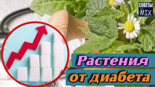 Жизнь без диабета. Растения, которые помогут держать уровень сахара в норме. Советы для здоровья