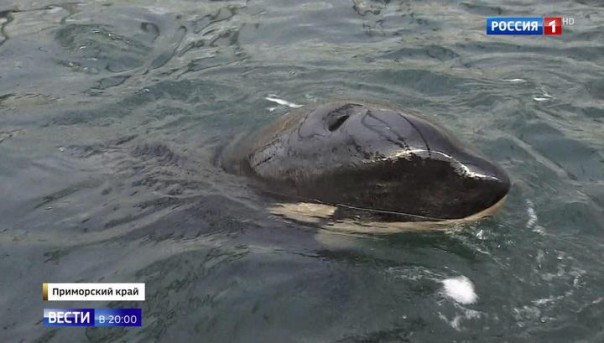 Ученые отследили маршрут бывших узников китовой тюрьмы