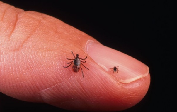 Почти полсотни жителей Хмельницкой области заразились болезнью Лайма