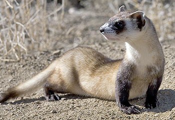 Хорёк  помог раненому на автостраде товарищу