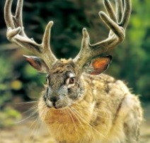 Животные-оборотни: 6 существ, которые украли чужую внешность