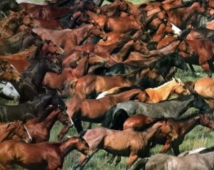 Табун лошадей на шоссе под Петербургом