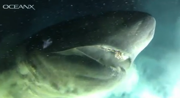 «Намного больше, чем субмарина»: гигантскую древнюю акулу засняли на большой глубине