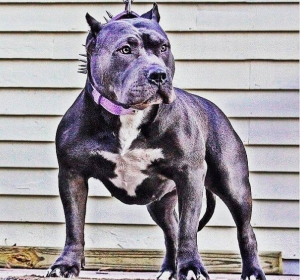 Опасные породы собак. Инфографика