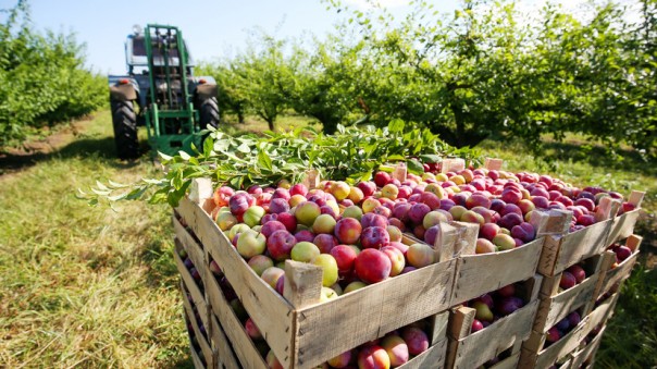 США помогли России поднять сельское хозяйство и выйти в мировые лидеры