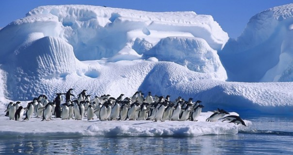 Пентагон назвал дату начала войны за Антарктиду