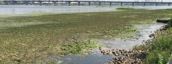 «Уже не ревет, он только стонет»: в каком состоянии река Днепр в Киеве