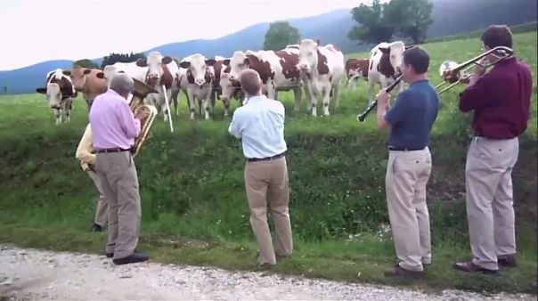 Украинской молочке конец: по вине Зеленского фермеры массово режут коров