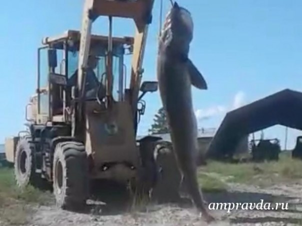 В Амурской области браконьеры выловили гигантскую краснокнижную калугу