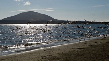 Захарова оценила обозначение Курил территорией Японии на карте ОИ-2020