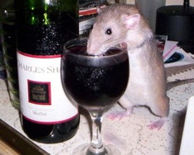 Топить горе в алкоголе: Нью-Йорк испытывает новую ловушку для крыс