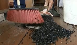 «Бесплатное мясо»: миллионы мух атаковали село в Челябинской области