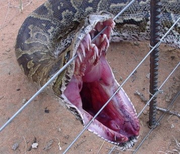 Огромная ядовитая змея испугала жителей частного дома