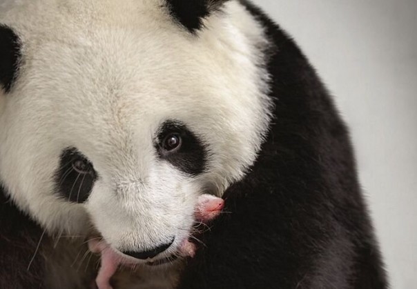 Панда в берлинском зоопарке родила двойню