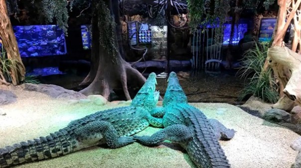 Крокодил советского космонавта откусил руку 79-летнему шведу