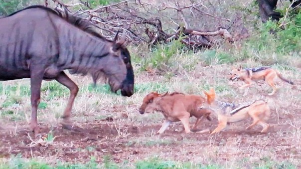 Гну пытается защитить детеныша от шакалов