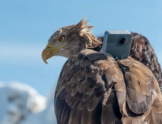 Последствия глобального потепления показали "глазами" орла