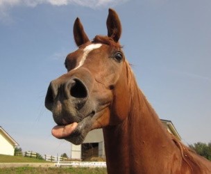 Ленивая лошадь прикидывается мёртвой при попытке её оседлать