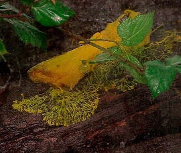 То ли животное, то ли гриб: многополое и безмозглое существо выставили во Франции