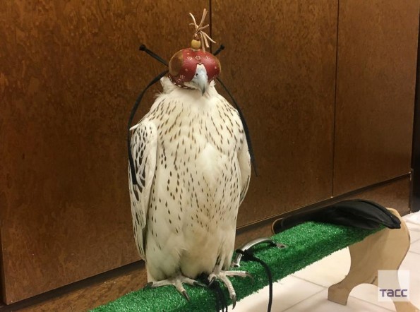 Подарок Путина изгадил дворец саудовского короля: Переживания сокольничего и кречета во время исторического визита