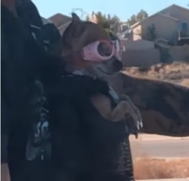 В сети появился ролик с собакой-байкером