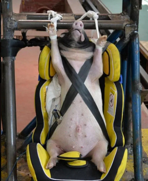 Краш-тест по-китайски: в машины сажают живых свиней