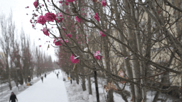 Ну, во-первых, это красиво... В Омске тополя продолжили "цвести" розами даже под снегом