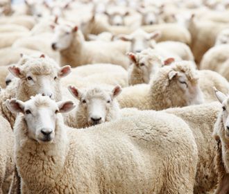 Поголовье «слуг народа» резко снижается. Александр Зубченко