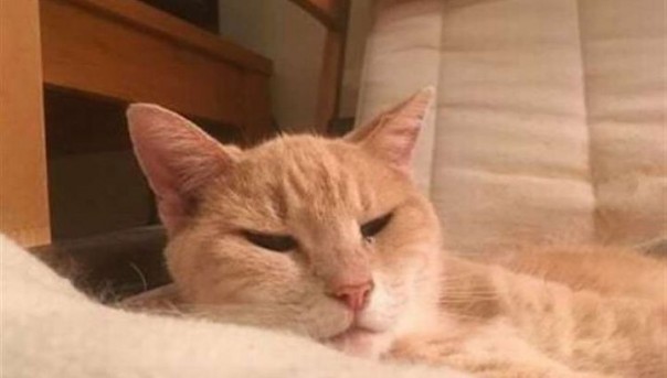 Brexit: кот становится символом протестного голосования