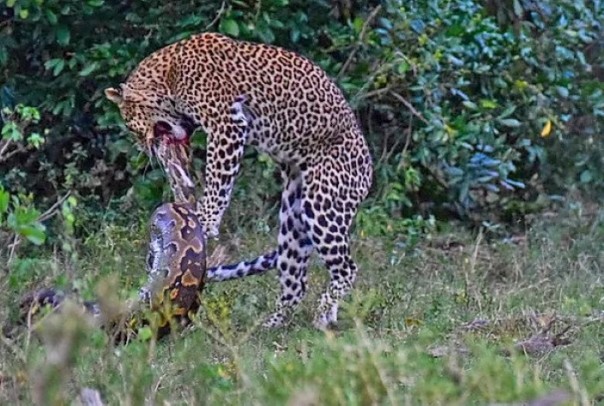 Битва леопарда и питона: кто победит