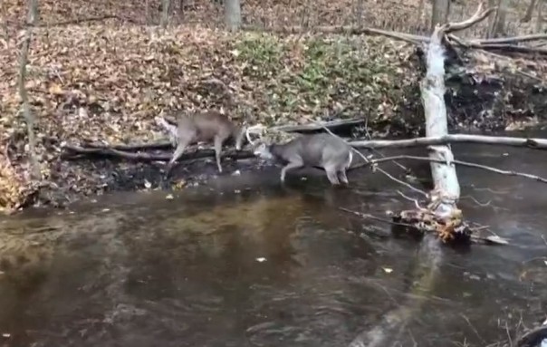 Люди разняли сцепившихся рогами оленей