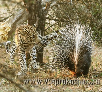 Как съесть дикобраза: видеоинструкция от леопарда