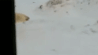 Ученый объяснил, кто и зачем написал "Т-34" на боку у белого медведя